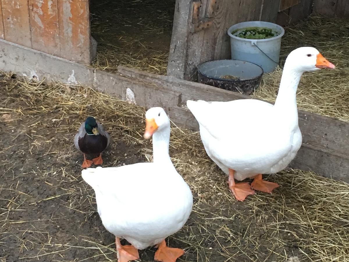 Familienbauernhof Strassbauer Villa Steinakirchen Am Forst Luaran gambar